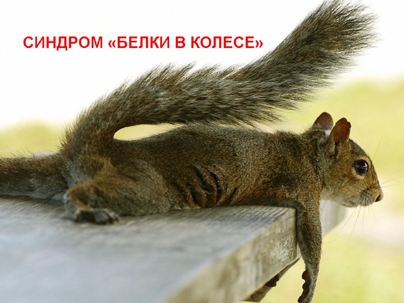 СИНДРОМ «БЕЛКИ В КОЛЕСЕ»